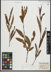 Foto von Salix purpurea L. x Salix viminalis L.